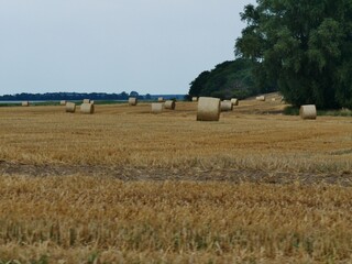 Heuernte auf dem Feld