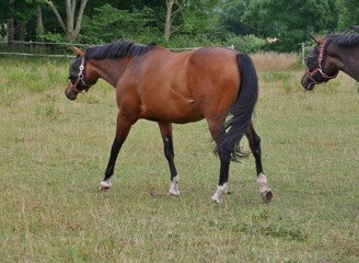 Obraz premium Trakehner