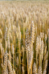 Gold Wheat Field. Beautiful Nature Sunset Landscape. Background of ripening ears of meadow wheat field. Concept of great harvest and productive seed industry