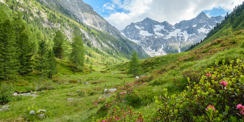 Panorama einer wunderbaren Berglandschaft mit Alpenrosen und Gletscher in Österreich