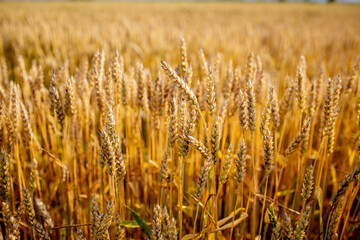 Gold Wheat Field. Beautiful Nature Sunset Landscape. Background of ripening ears of meadow wheat field. Concept of great harvest and productive seed industry