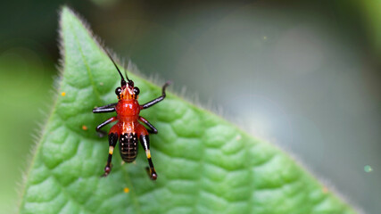 Photo macro of a cute red and black colorful locust on a leaf. Small and fragile insect with long antennas and powerful legs in the Thai tropical rainforest.