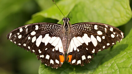 black and white butterfly spreading wings on leaf, macro photo of this delicate and gracious Lepidoptera, nature scene in the Thai tropical rainforest.