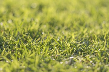 Cultivated green trimmed meadow with mowed green fresh grass. Beautiful juicy cut and clean ground in nature. Perfect greenery for golf court, soccer or football. No people and huge copyspace
