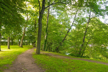 Beautiful preserved wild forest/park with a path for hikers. Green foliage. Luxurious peaceful nature. Gorgeous landscape.