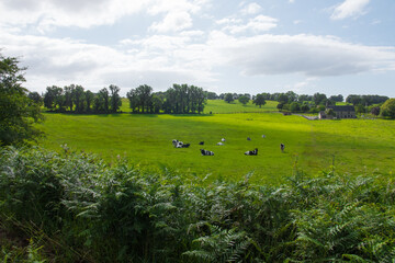 Beautiful countryside with black and white cows resting on the grass. Sunny summer day. Long shot