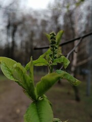 green buds and leaves