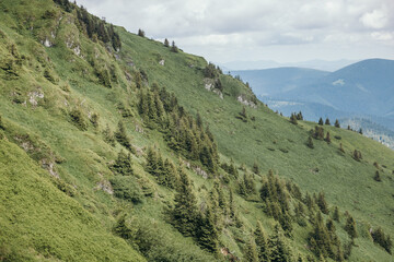 Fototapeta na wymiar A herd of sheep standing on top of a lush green hillside
