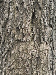 Fototapeta premium tree bark texture