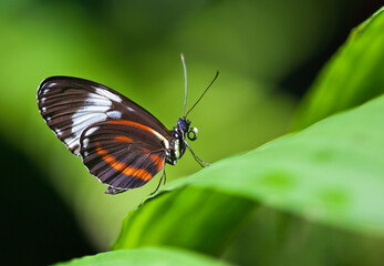 Cydno Longwing butterfly (Heliconius Cydno) perched on a leaf