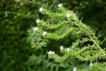 Echium hybrid is a honey source plant in a Boraginaceae Plant.
