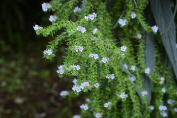 Echium hybrid is a honey source plant in a Boraginaceae Plant.