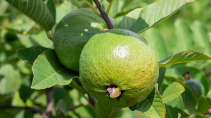 Photograph of a crop of guava apple with large fruits