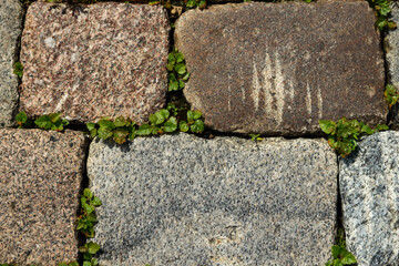 Red and grey stone bricks pavement with green grass between bricks top view