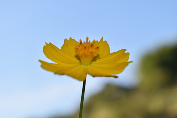 Obraz premium flor amarela, erva daninha yellow flower, weed