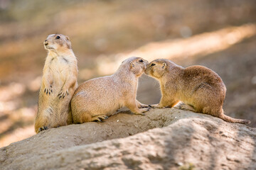 Naklejka na ściany i meble Prairie Dogs.Two Prairie Dogs cuddling and kissing each other. Prairie Dogs in Love.Close up