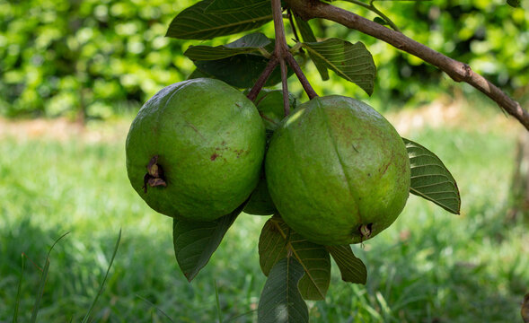 Photograph of a crop of guava apple with large fruits