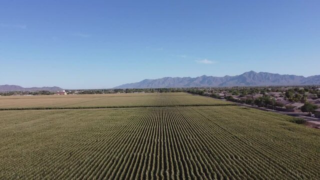 Aerial view of farm crop field over Phoenix,Az,USA