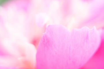 Abstract pink flowers background. Close up image of pink peony petals. Macro of petals texture. Soft focus dreamy image. Beauty concept. Banner with copy space. Invitation, greeting card.