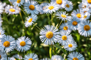 Obraz premium daisy flower