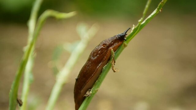 Spanish slug Arion vulgaris snail parasitizes kohlrabi cabbage turnip gongylodes moves garden field, eating ripe plant crops, moving invasive brownish dangerous pest agriculture, farming farm, poison