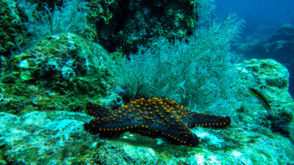 sea star