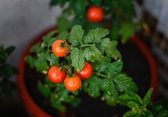 Cherry Tomatoes