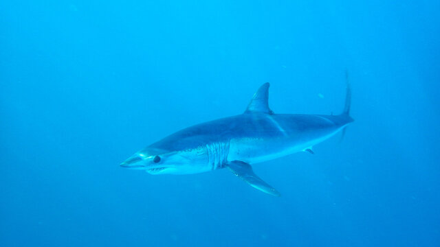 Mako Shark