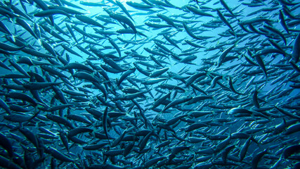 school of sardines 1