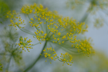 closeup of anise flower 2