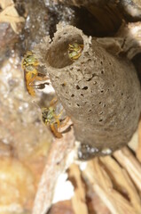 South America stingless bee called Jatai (other names: Yatei, Jaty, Virginitas, Angelitas Inglesas, Españolita, Mariola, Chipisas, Virgencitas and Mariolitas - scientific name Tetragonisca angustula)