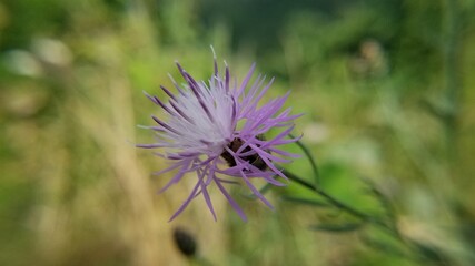 Wildflower in Shenandoah National Park