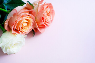 Coral pink roses on a pink background. Copy space.  Concept Mother's Day, Family Day, Valentine's Day