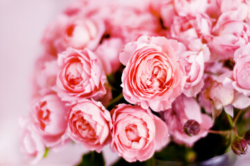 Bouquet of peony roses of juliet. Pink flowers, floral background. Soft focus, blur