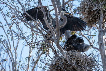 great blue heron