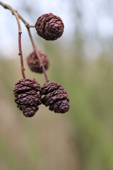 Alder tree cones