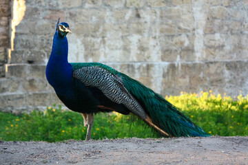 Peacock - Pavo cristatus