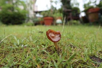 長雨で庭に生えたキノコ