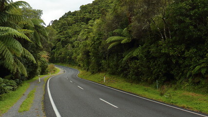 Winding road through lush native bush, in Rotorua, New Zealand