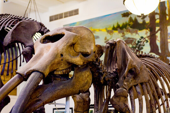 NEW YORK, USA - OCT 8, 2015: Mammoth Skeleton At The American Museum Of Natural History (AMNH). It Is One Of The The Largest Museums In The World. Upper West Side Of Manhattan, Central Park West, NY