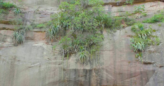 Stone Wall with Some Plants and Tree Branches Moving in the Wind