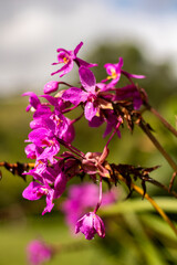 Obraz premium Flores llenas de colores
