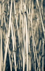 Cattail straw grass background.  Fall texture close up.