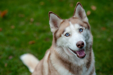 Portrait of a Husky