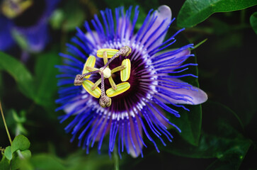 Close up of a blue purple colored passion flower, Spain