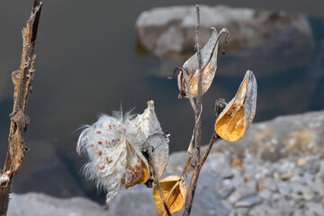 White and yellow milkweed seed pods opening on river bank closeup nobody