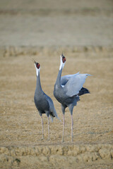マナヅルの鳴き合い（鹿児島県・出水市）