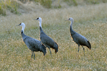 ナベヅルの家族（鹿児島県・出水市）