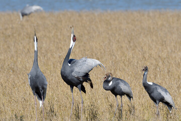 マナヅルの鳴き合い（鹿児島県・出水市）