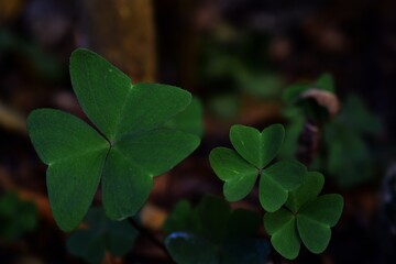 Trébol de 3 hojas, número 3